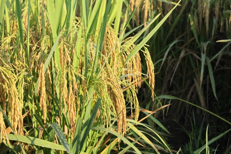 稻飞虱如何防治？四步防控法，虫口降七成，亩增80斤