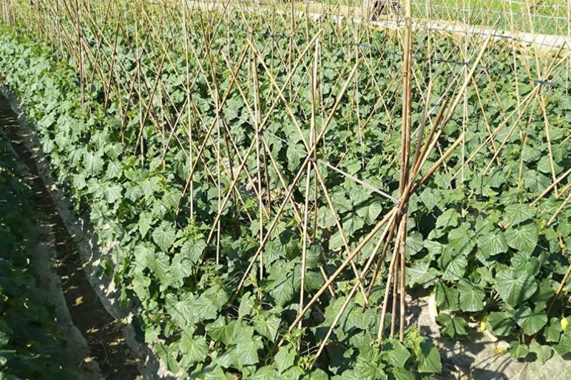 黄瓜秧移栽后不长怎么办？5个真因与7天补救方案