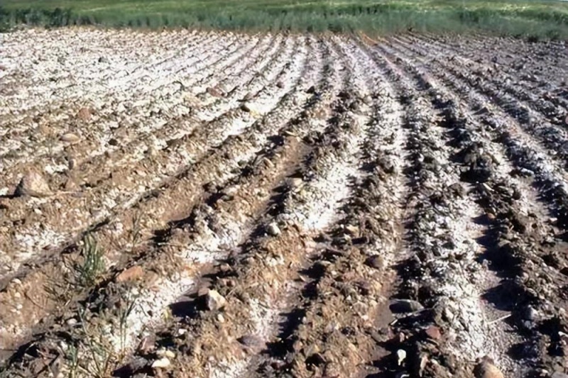 盐碱地的形成原因是什么？如何预防土地盐碱化？