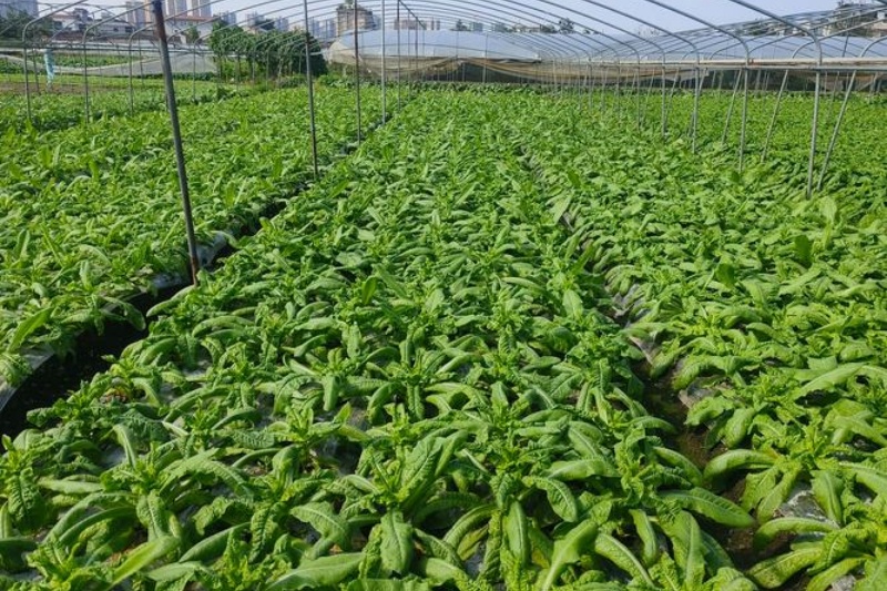 莴笋种植技术有哪些？莴笋种植全攻略