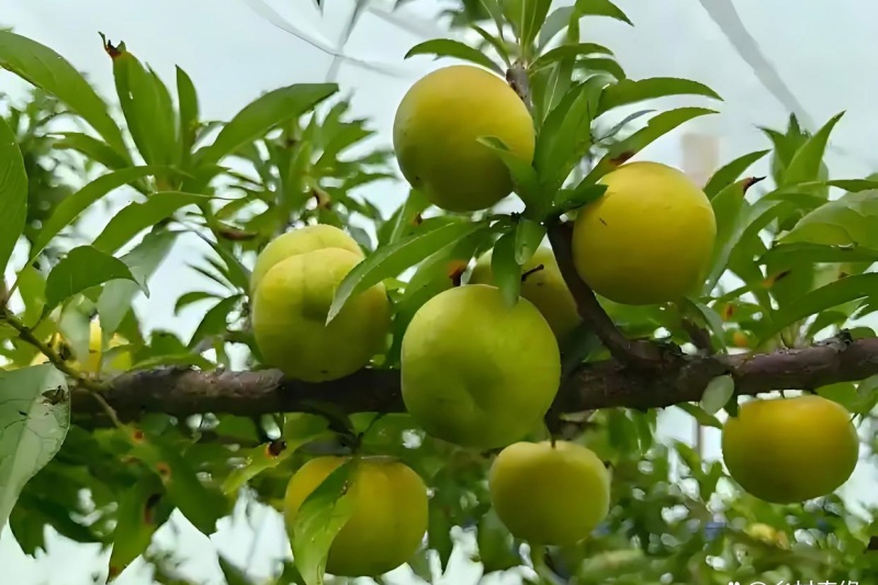 李子病害如何防治？李子病害防治技术手册