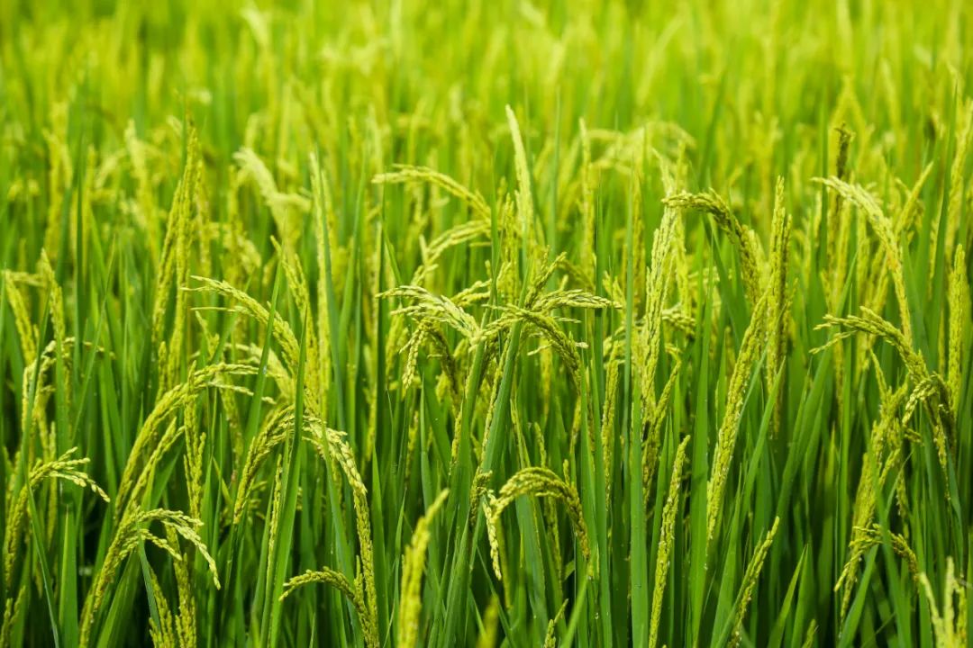 中晚稻病虫害如何防治？中晚稻病虫害防治指南