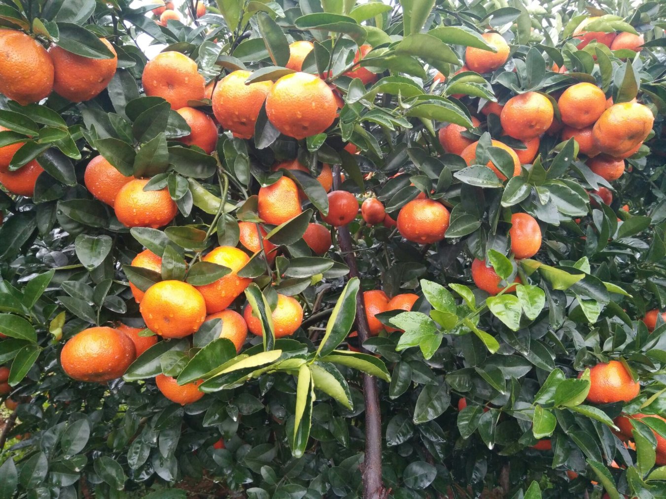 现在种橙子还能赚钱吗？关键看这三步怎么走