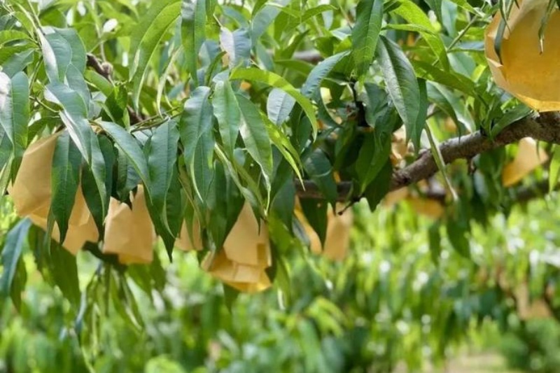 为什么要给秋桃套袋？秋桃套袋的八大好处与操作指南