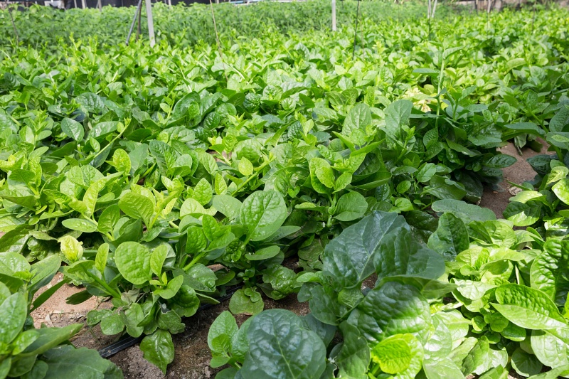 黄淮地区适合种什么蔬菜？黄淮地区四季种菜指南