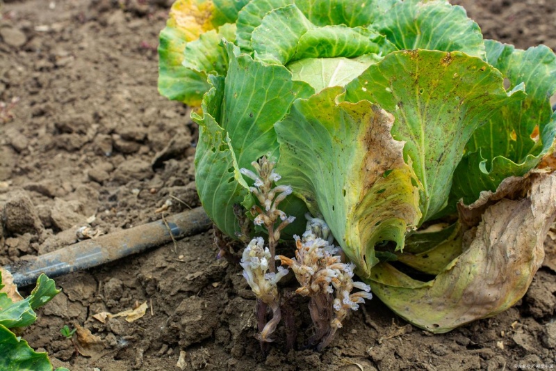 白菜烂根是什么原因？白菜烂根防治指南