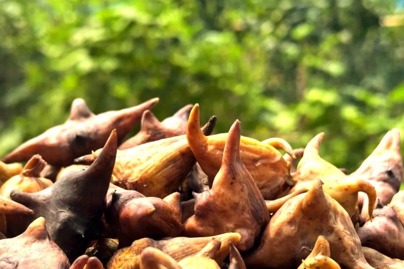 菱角怎么种植？菱角种植指南