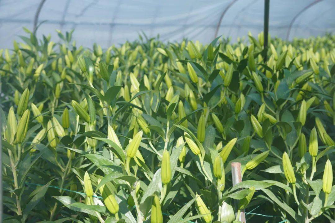 种植百合花的技巧有哪些？掌握这些关键技术才能持续盈利