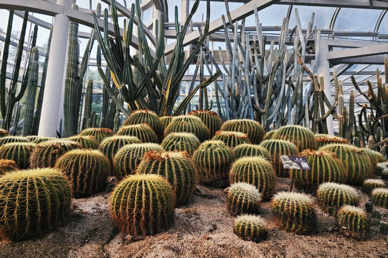 仙人球怎么种植？种植仙人球的方法有哪些？