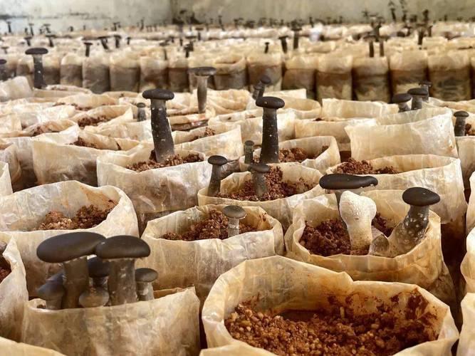 食用菌接种后菌丝不长是什么原因？如何解决？