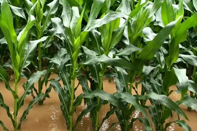 玉米&ldquo;大喇叭口期&rdquo;管理方法有哪些？四步管理让玉米穗粒数平均增加12%