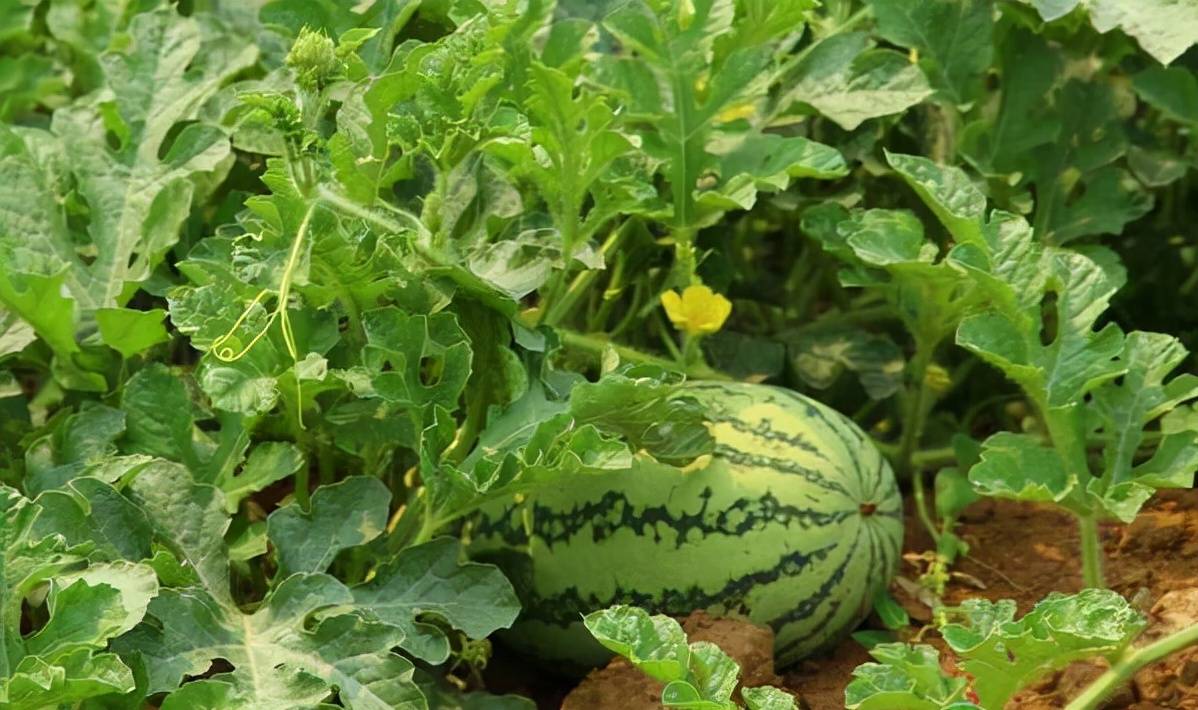西瓜苗长得好却不结瓜是怎么回事？西瓜不结瓜的五个常见原因解析