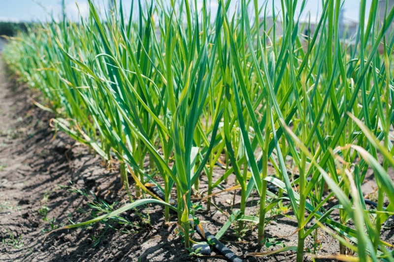 早春大蒜怎么管理？抢抓黄金30天，做好这六件事