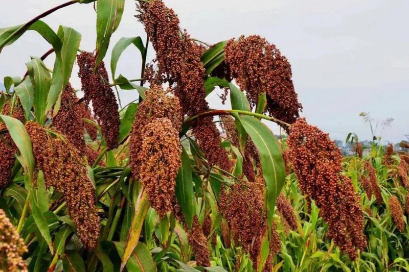 高粱行情怎么样？高粱行情分析与种植指南