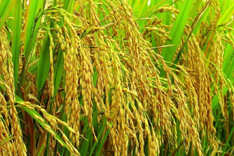 水稻穗上长芽怎么办？水稻穗发芽预防指南：四招锁住丰收成果