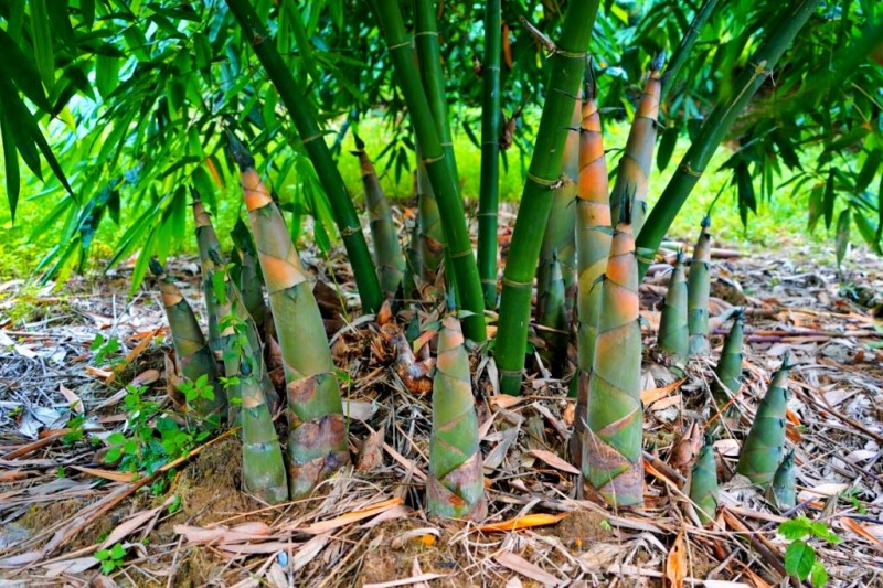 竹笋种植指南：行情看清、品种选对才能赚到钱