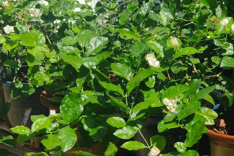 如何种植茉莉花？手把手教你养出清香满园的健康花株