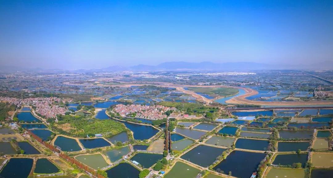 广东三水西南&ldquo;几字湾&rdquo;：渔业科创引擎轰鸣启航