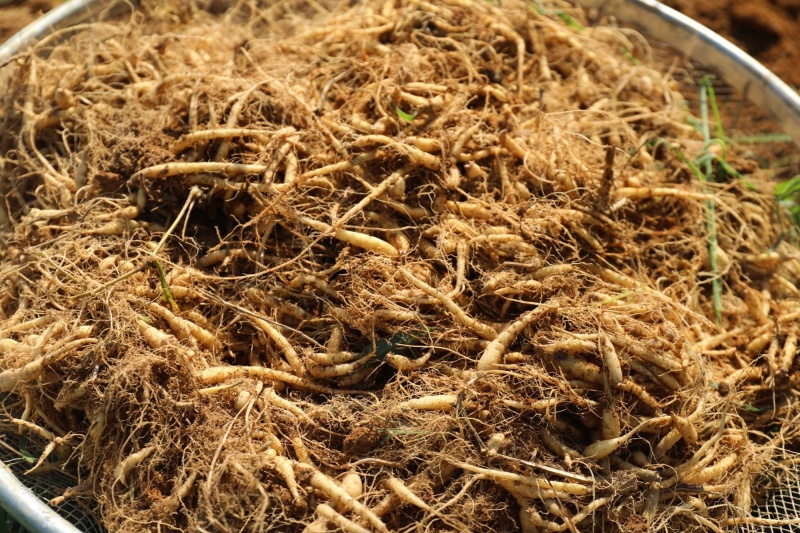 种植太子参还能赚到钱吗？太子参最新价格与走势深度分析