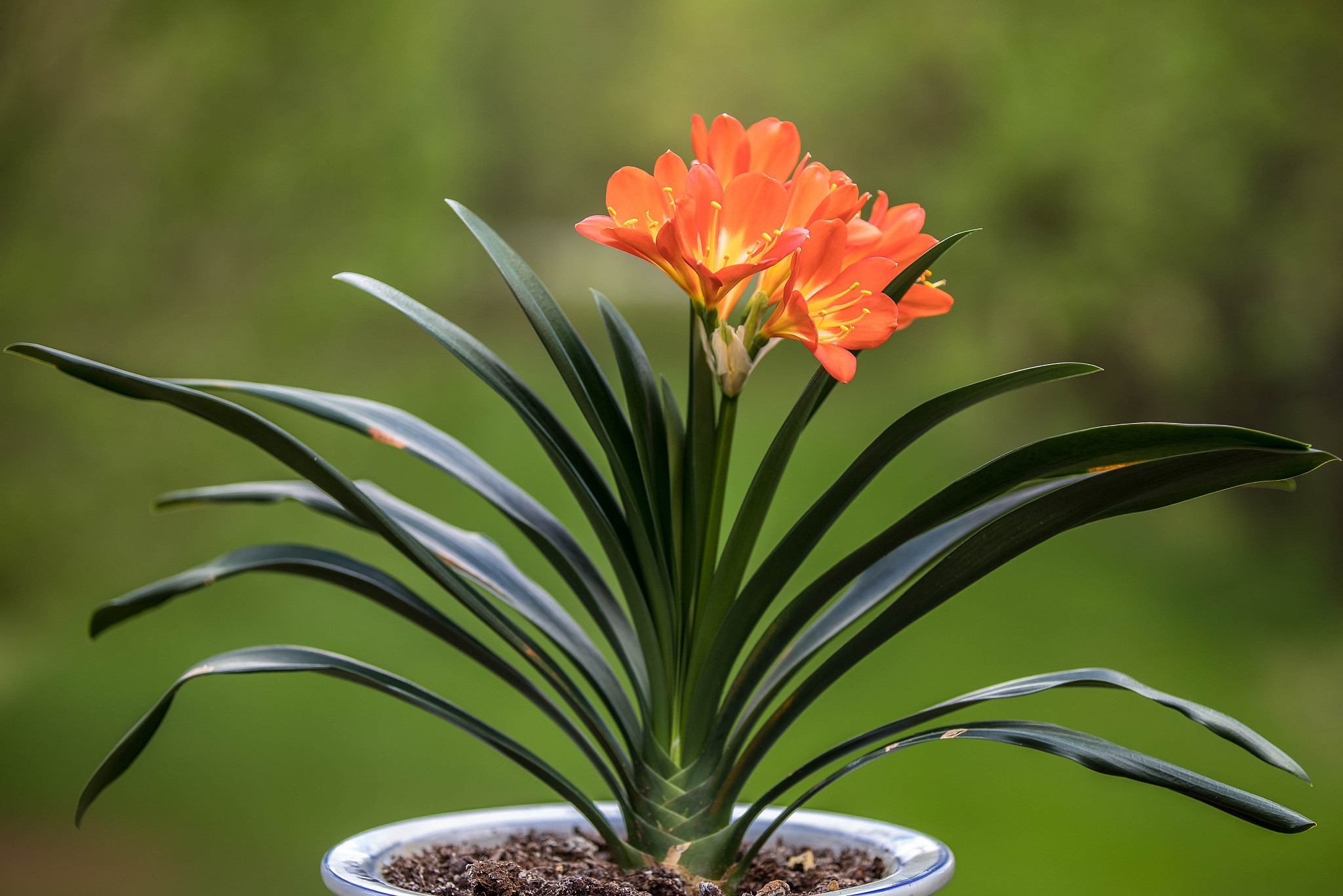 君子兰种植技巧有哪些？新手种植指南