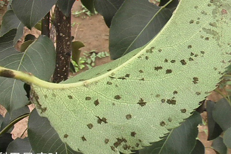 梨树疮痂病有什么症状？梨树疮痂病综合防治指南