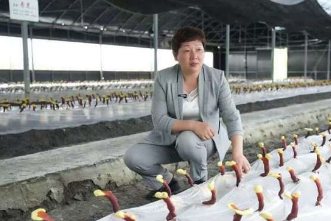 黄凤兰：扎根乡土，以灵芝产业绘就乡村振兴新画卷