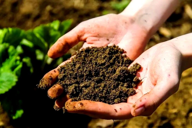 用好菌肥有什么技巧？避开这些坑，让土壤真正&ldquo;活&rdquo;起来