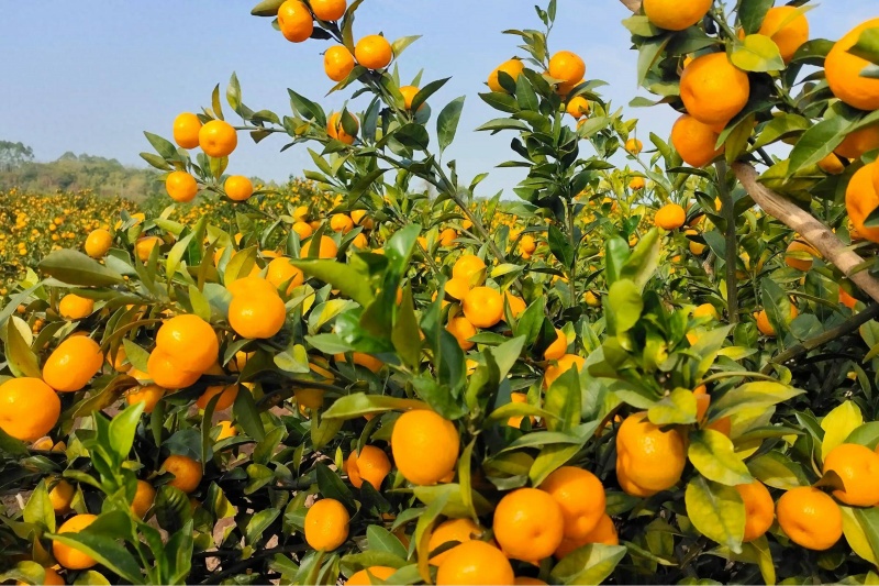 柑橘裂果是什么原因？果农亲测3招让裂果率直降七成