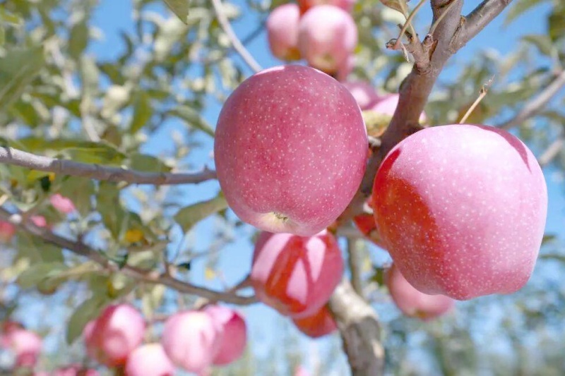 千阳苹果：从渭北旱塬到太空的产业逆袭之路
