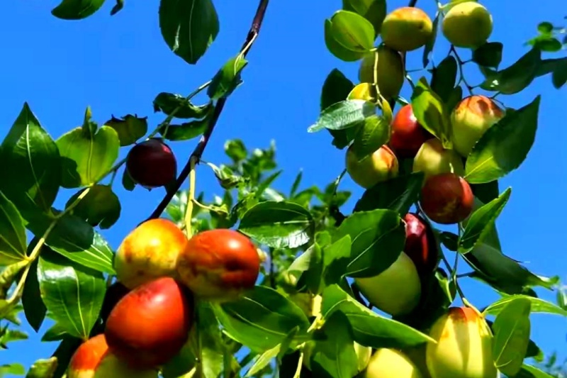 夏天种什么果树成活率高？选对这几种，新手也能轻松上手