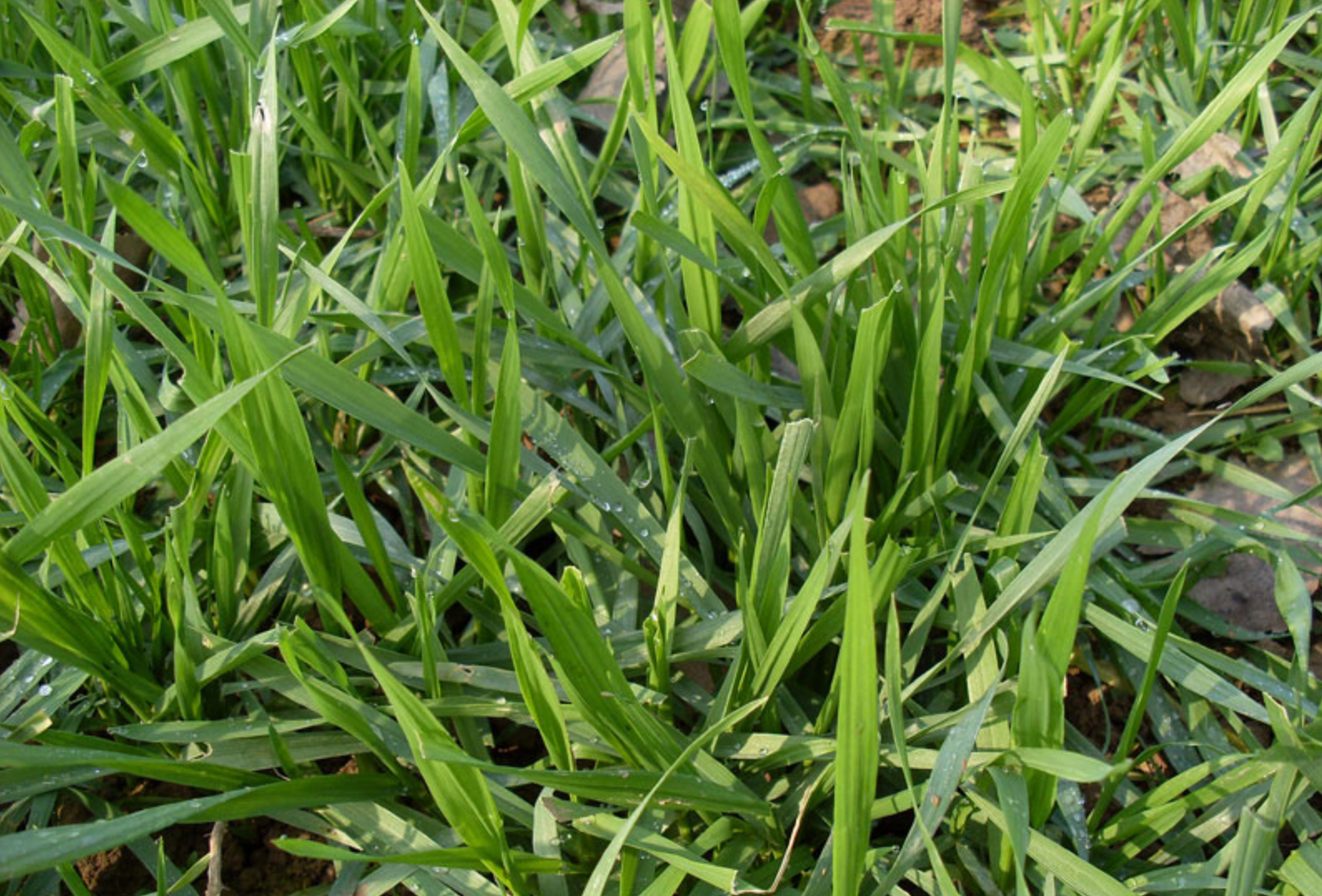 清晨麦田幼苗近景