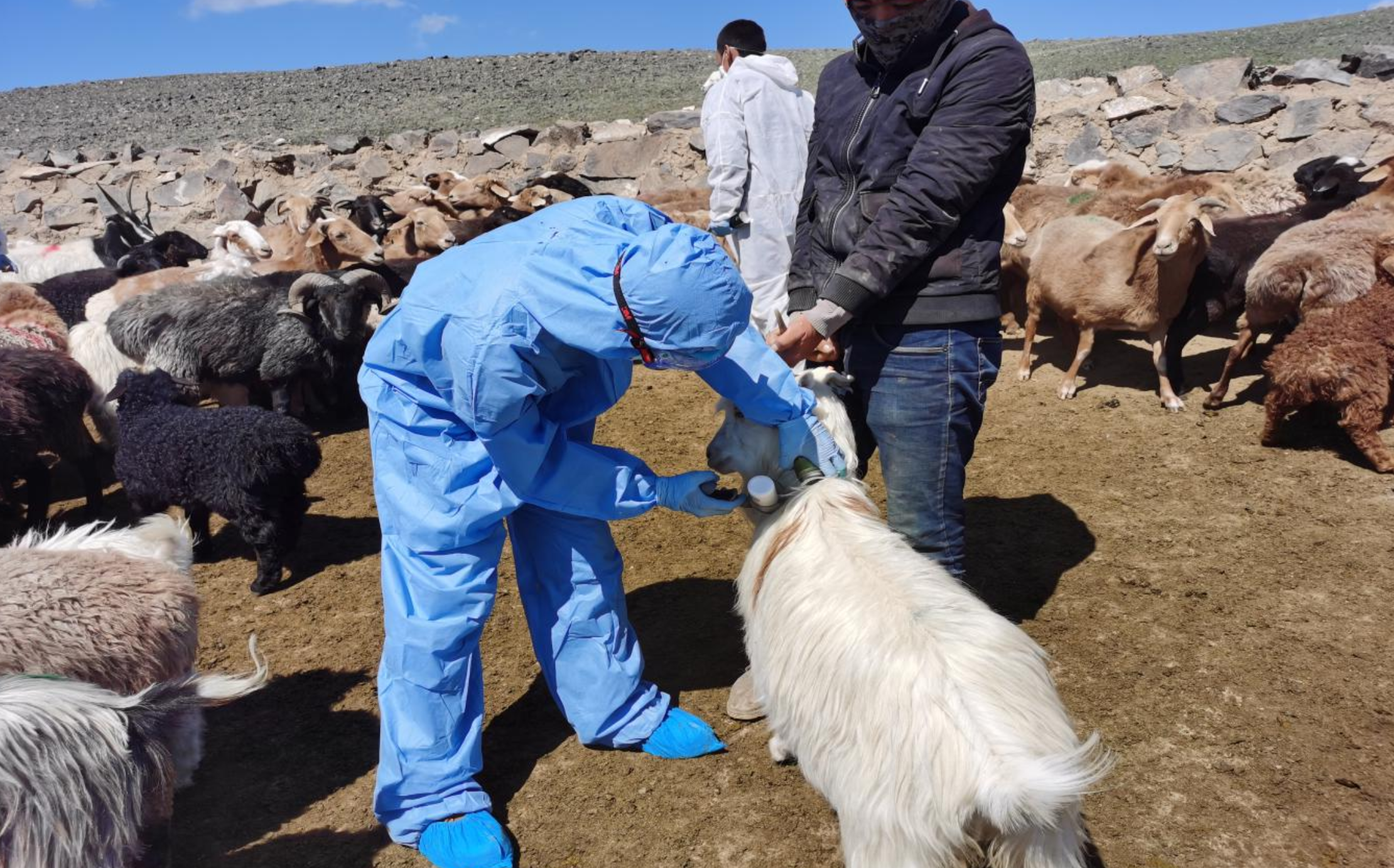 防疫员正在对放牧羊实施口蹄疫实施免疫