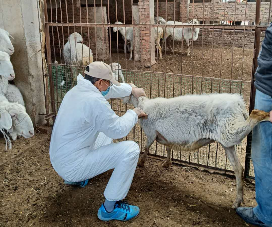 防疫员对养殖户开展畜禽免疫工作