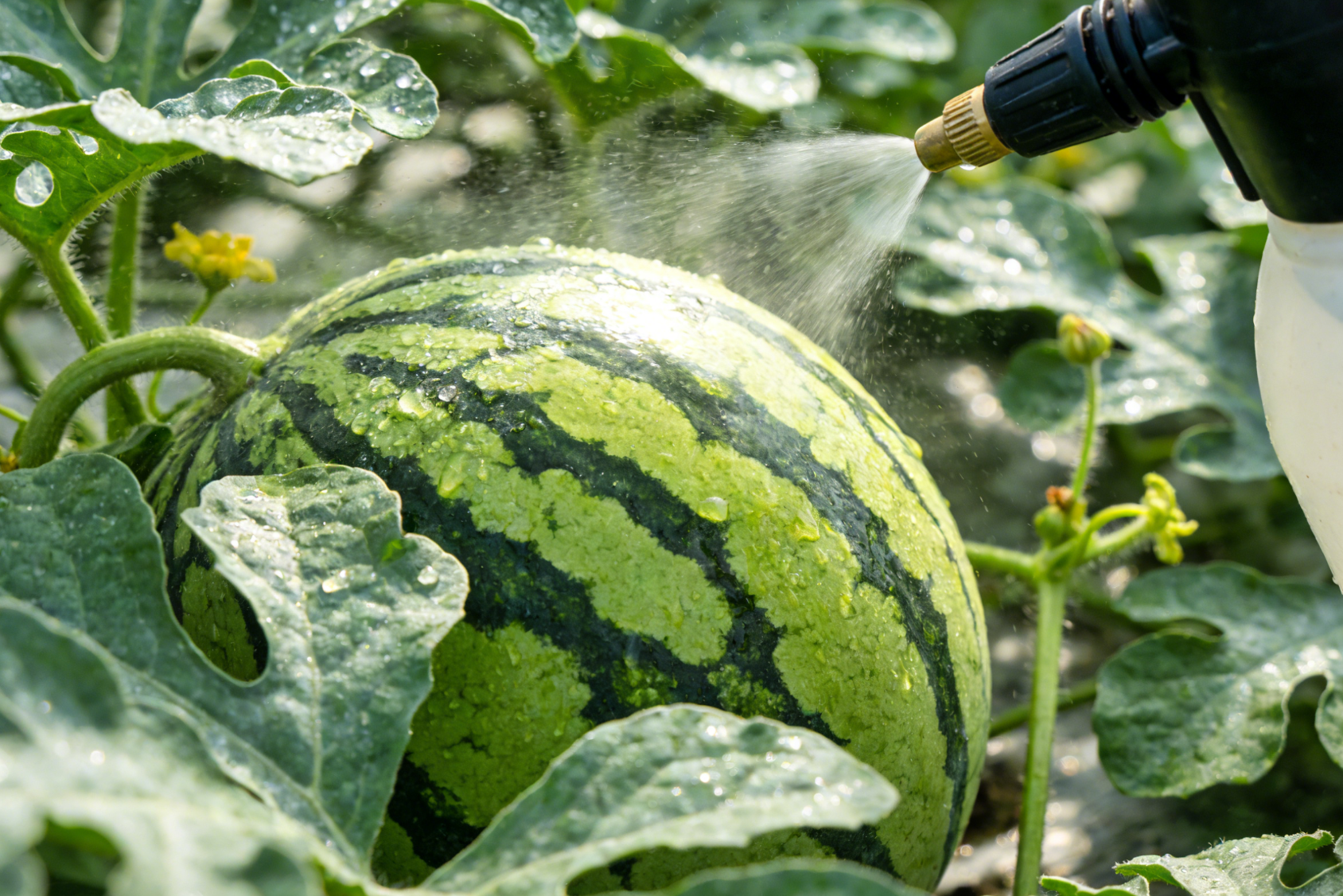 西瓜叶面喷施钙肥补钙近景