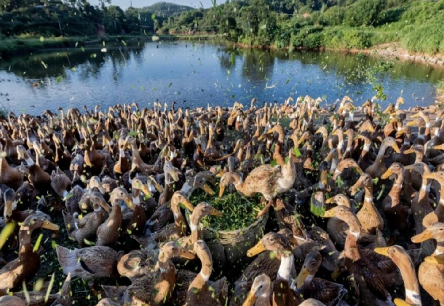 武鸭标准化、智能化、生态化升级注入强劲动能