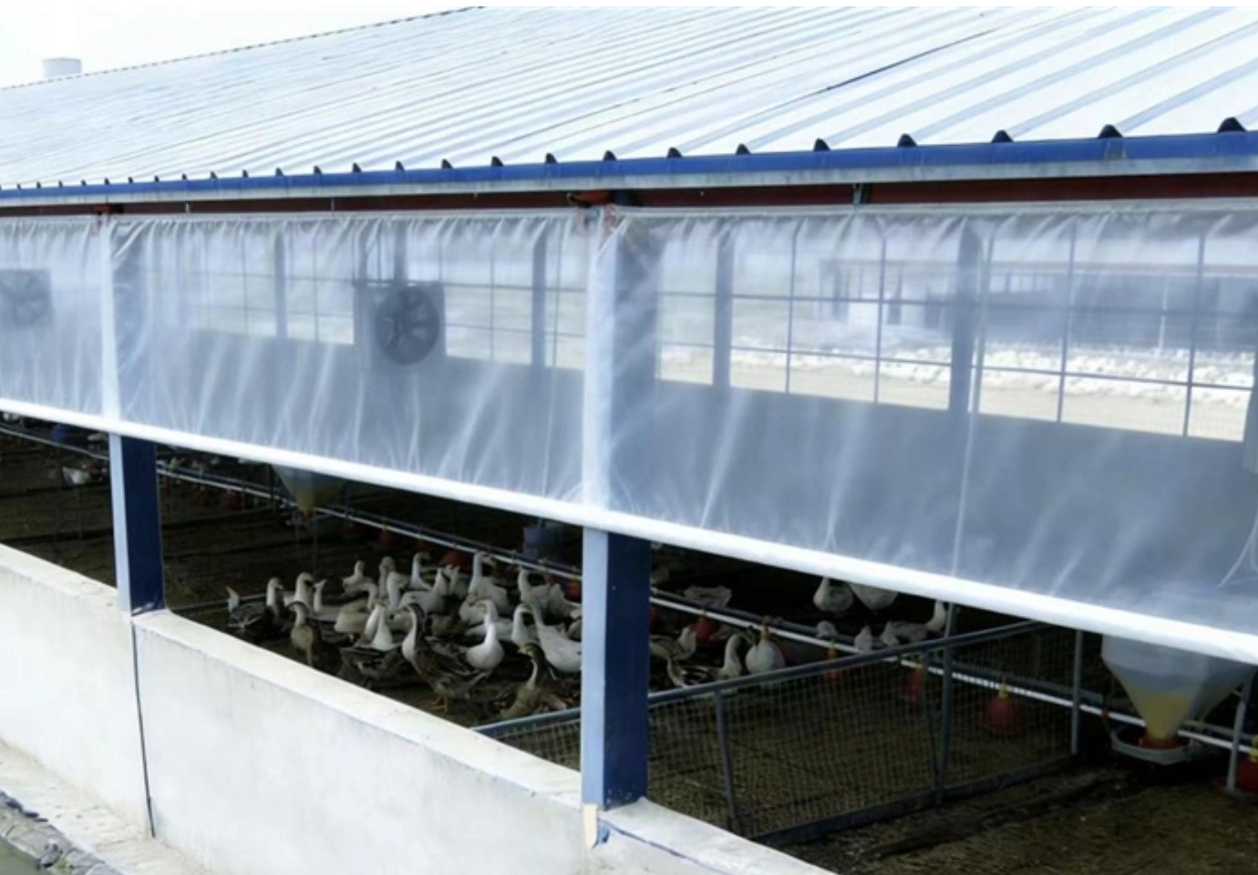 临武鸭标准化养殖基地
