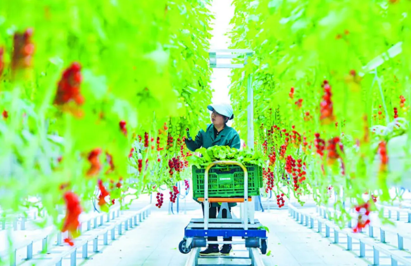 产业园里工人在采摘西红柿