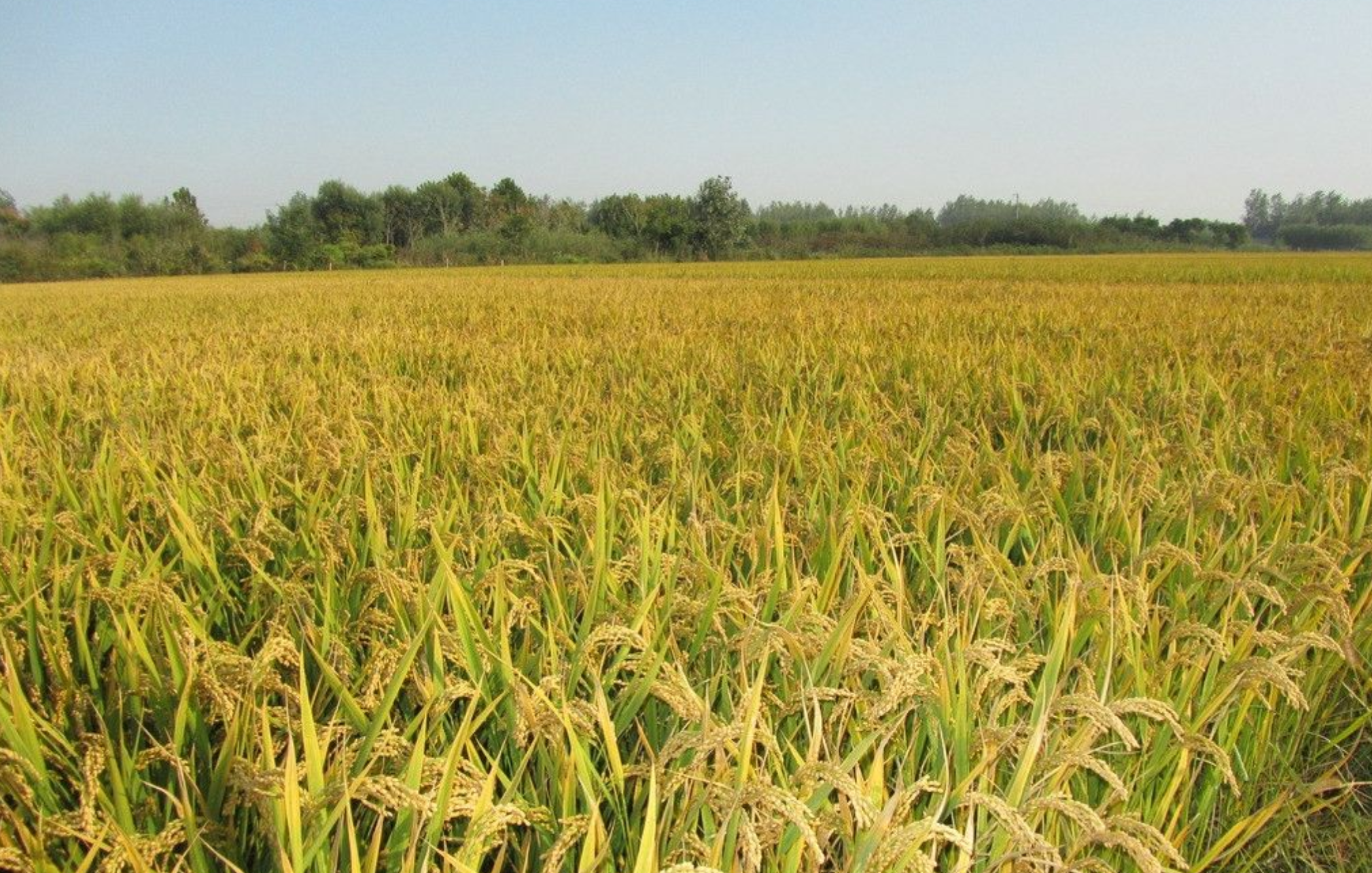 五常籼稻谷远景