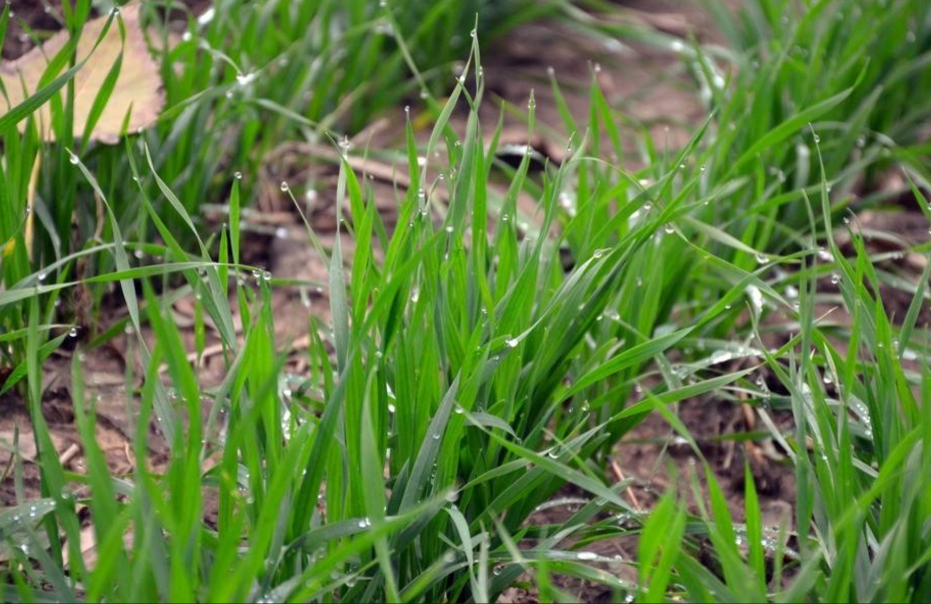 施肥后幼苗明显转绿特写