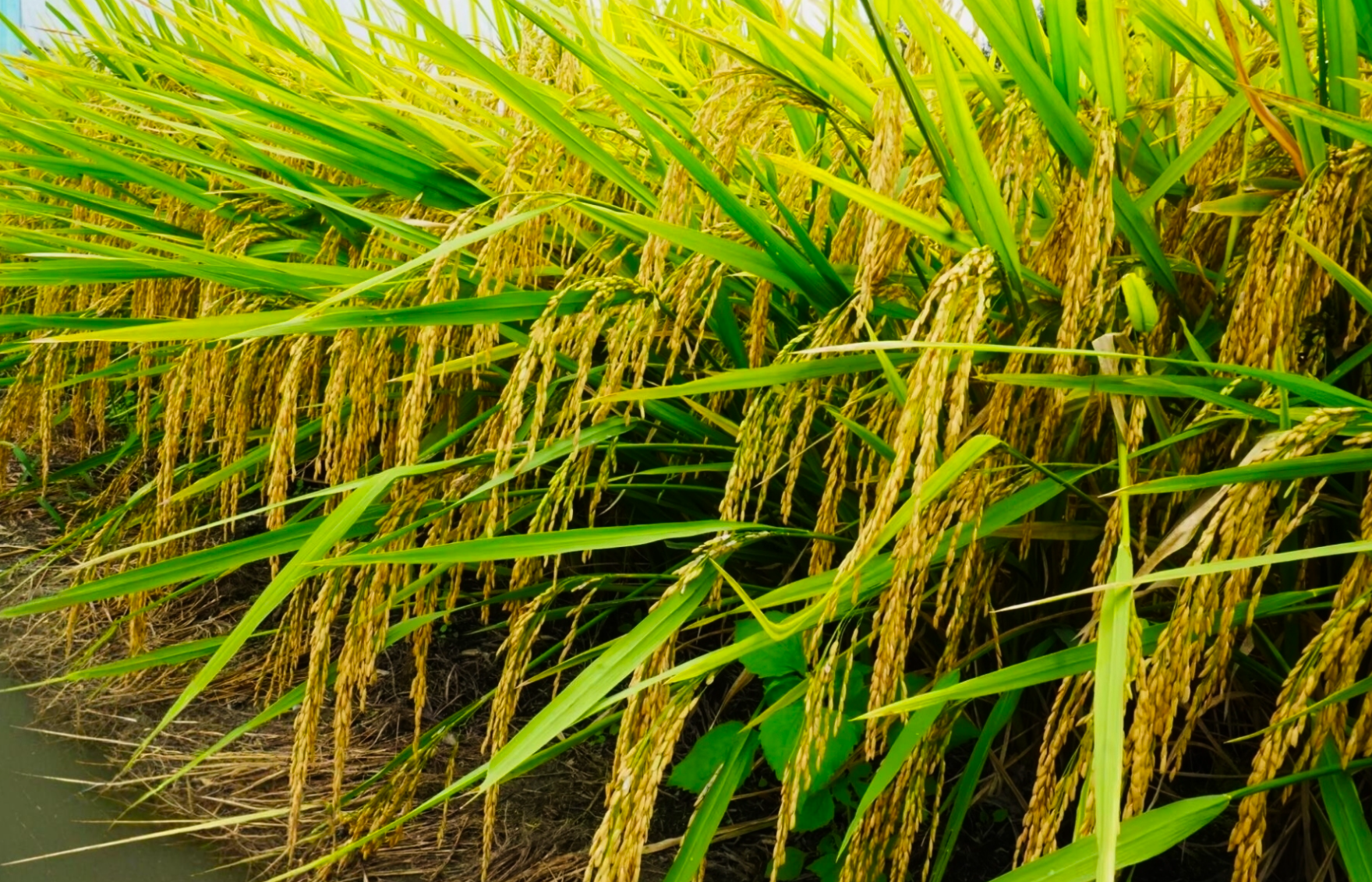 沉甸甸的稻谷近景