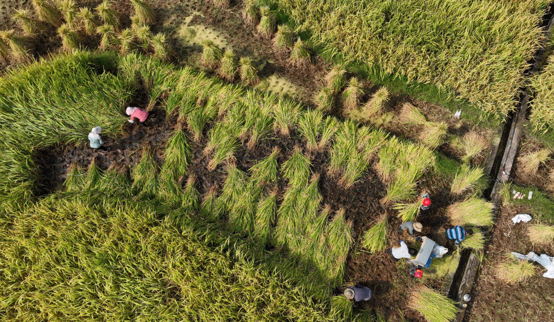丰收中的稻田远景