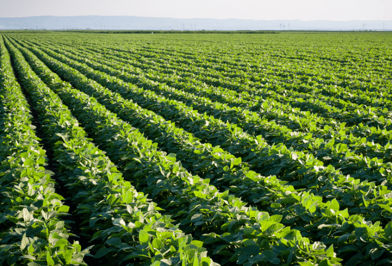 选对一粒豆，多收百斤粮 &mdash;&mdash;2026年全国十大高产大豆品种深度解析