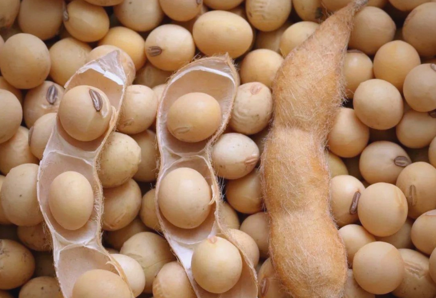 丰收后的黄豆特写