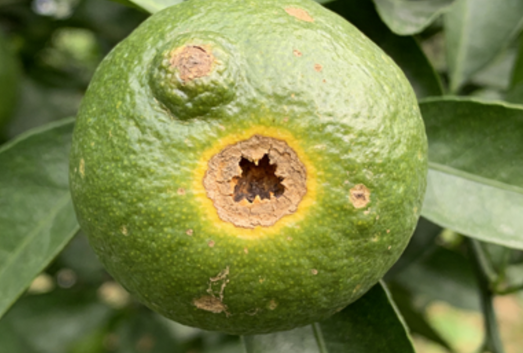 柑橘溃疡病果实火山口状病斑近景