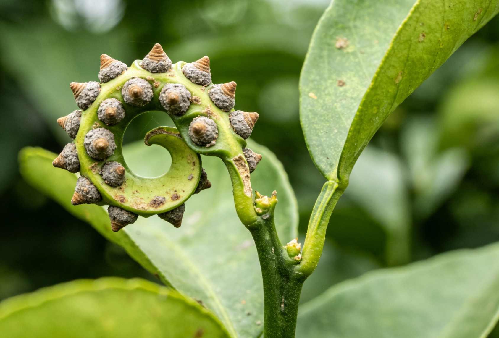 柑橘疮痂病扭曲新梢症状近景
