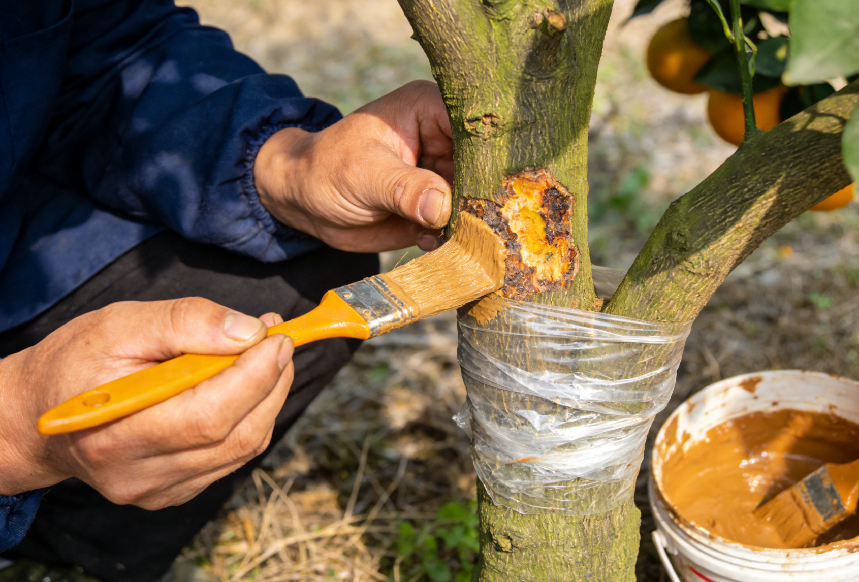 砂皮病树干药剂涂抹防治近景