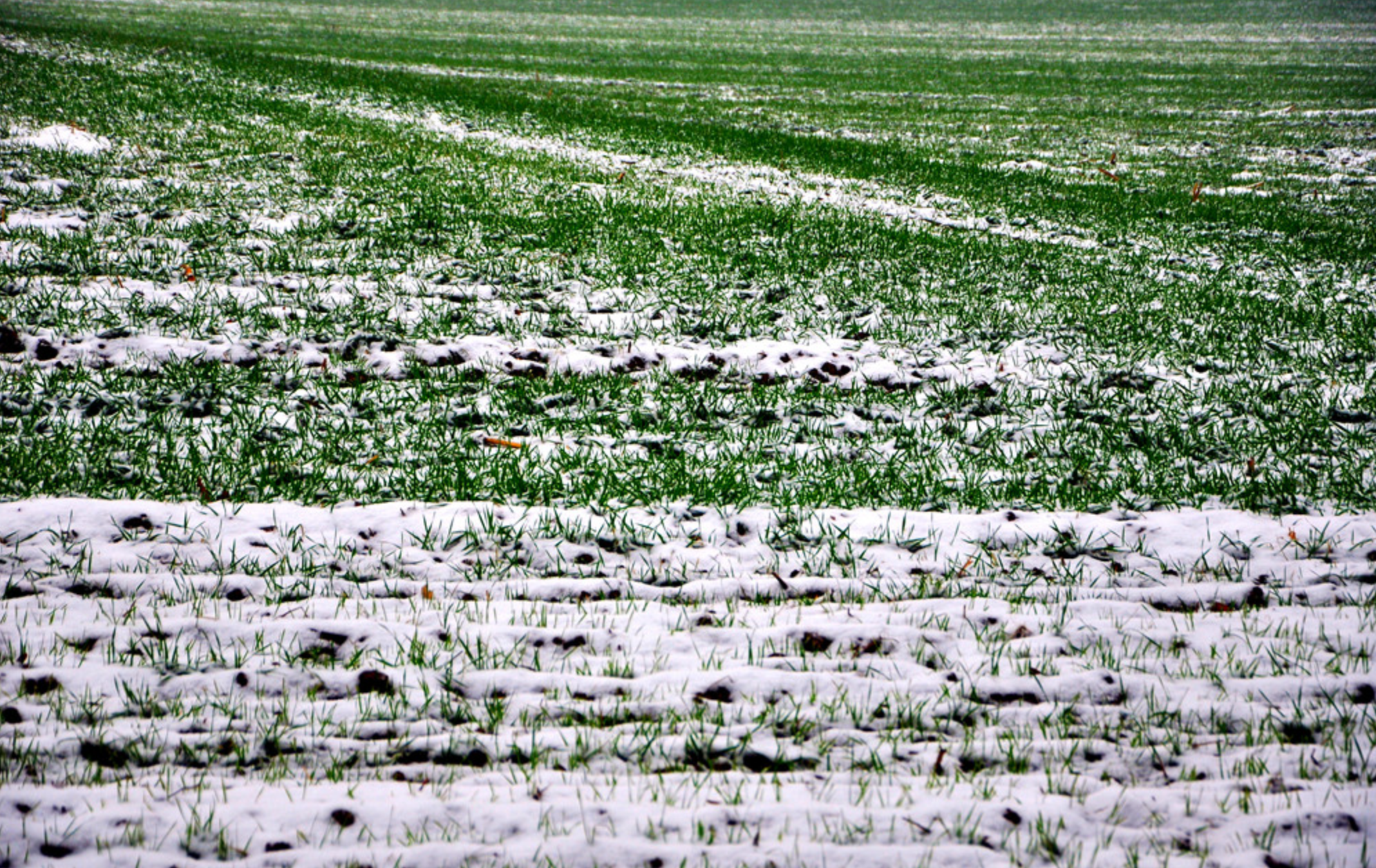 冬小麦春季追肥技术指南:因苗分类精准施肥增产方案