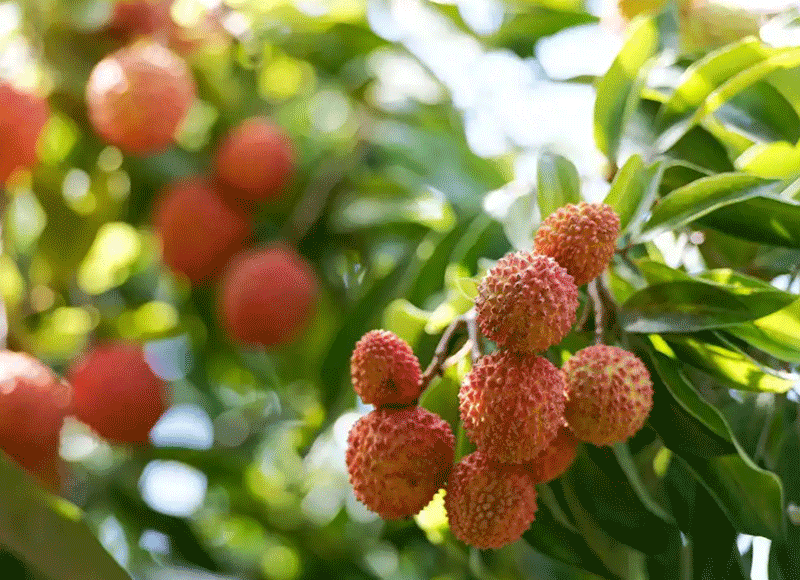 &ldquo;十四五&rdquo;北流水果产业交出亮眼答卷：多元格局成型，产业链全面升级，富民强县动力强劲