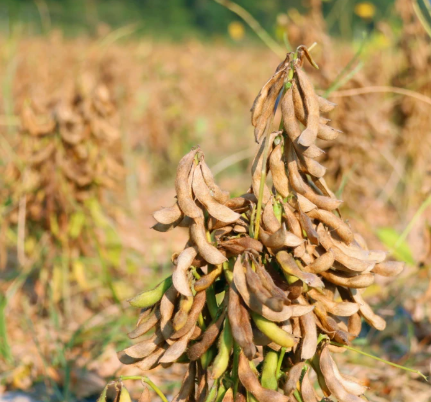 安徽高产抗病大豆品种&ldquo;皖豆61&rdquo;再获国家级殊荣，为保障油料安全提供种源支撑