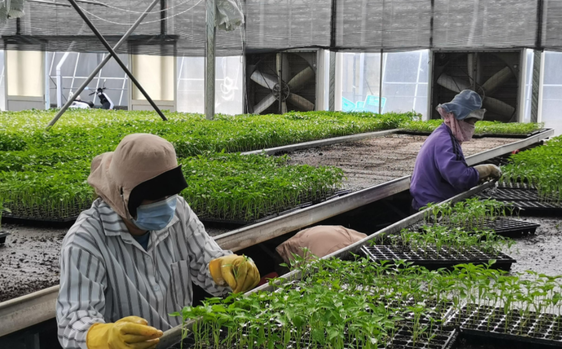 科技赋能：海南农业踏上高效增收新征程